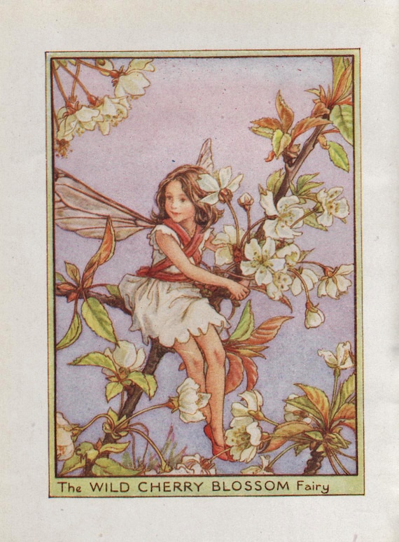 Flower Fairies: the WILD CHERRY FAIRY Vintage Print C1930 by