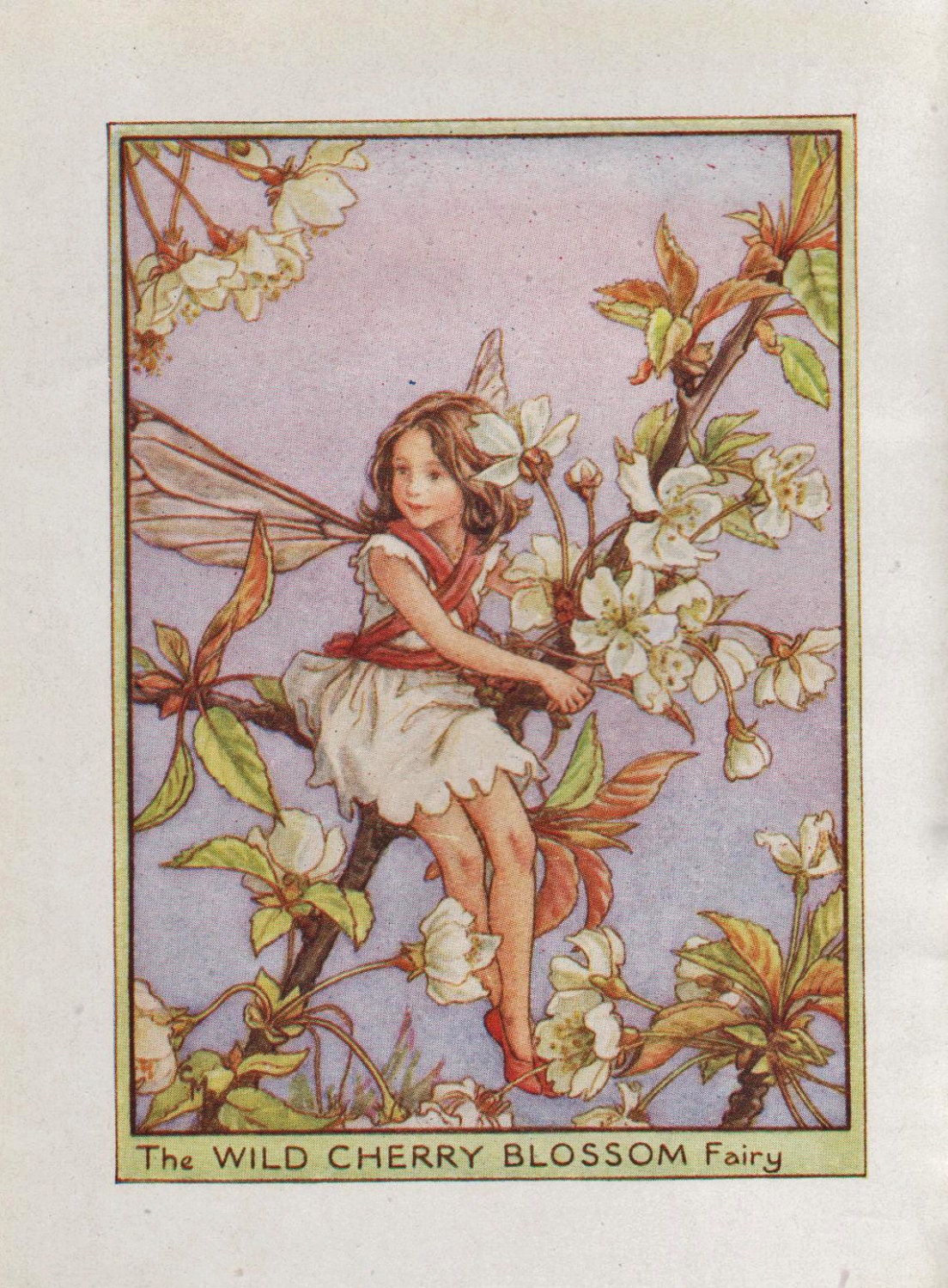 Flower Fairies: the WILD CHERRY FAIRY Vintage Print C1930 by
