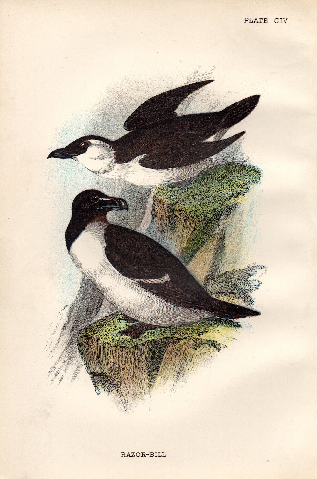 Razor Bill 1897 Rare Antique Bird Print Chromolithograph Ornithology ...