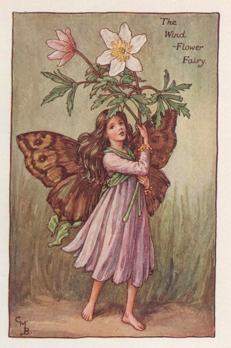 Flower Fairies: The WINDFLOWER FAIRY Vintage Print c1930 by image 1