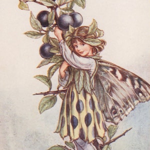 Flower Fairies: THE SLOE FAIRY Vintage Print c1930 by Cicely Mary Barker
