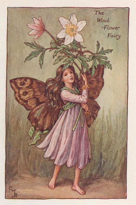 Flower Fairies: the WINDFLOWER FAIRY Vintage Print C1930 by Cicely