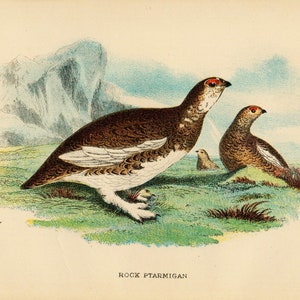 Game Bird 1896 Seltener antiker Vogeldruck ROCK PTARMIGAN Chromolithograph Ornithology Book Plate