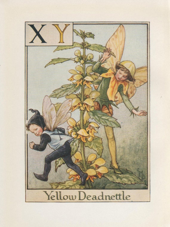 Alphabet Flower Fairies: X and Y for YELLOW DEADNETTLE FAIRY