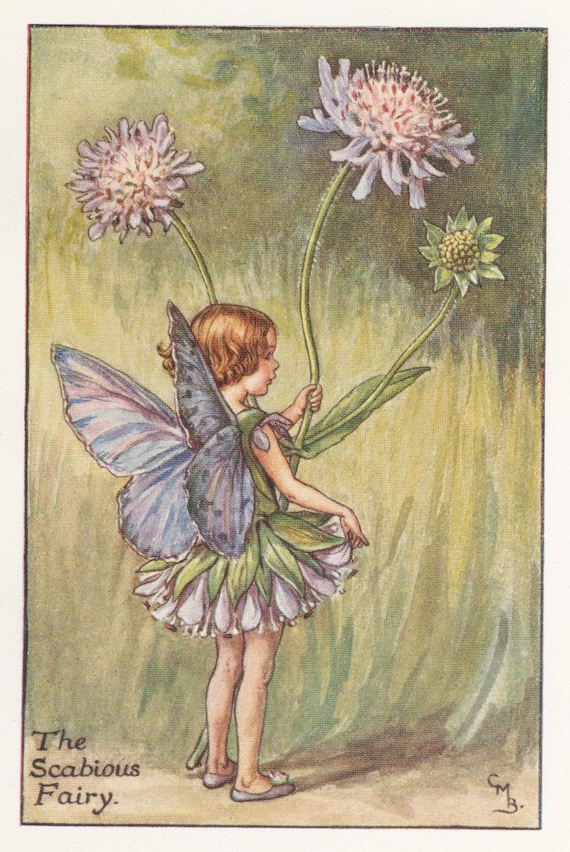 Flower Fairies: THE SCABIOUS FAIRY Vintage Print c1930 by Cicely Mary Barker Flower Fairies: THE SCABIOUS FAIRY Vintage Print c1930 by Cicely Mary Barker