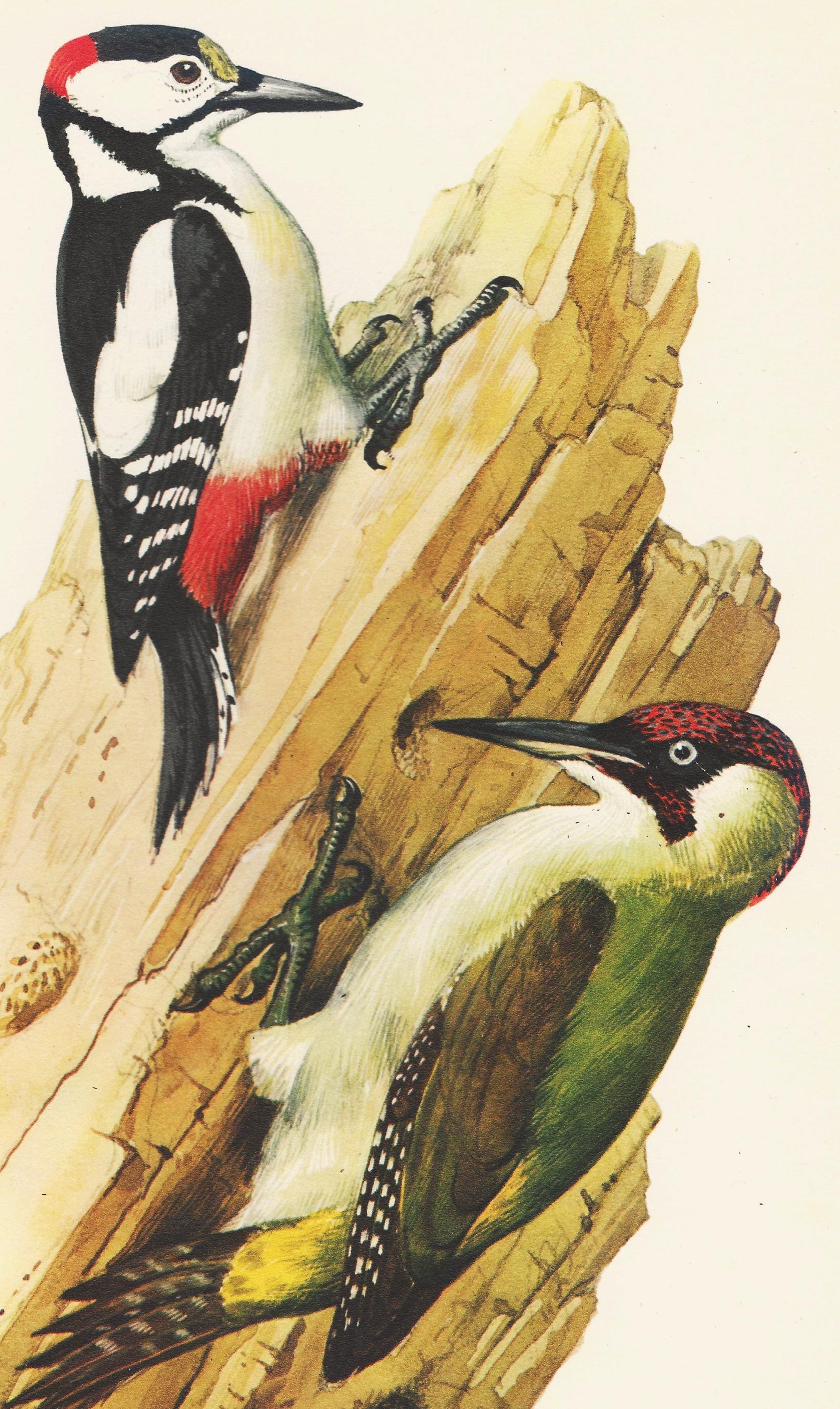 TUNNICLIFFE Woodpeckers Lithograph, 1947 Vintage Bird Print - Etsy