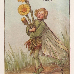 Flower Fairies: The COLT&#39;S FOOT FAIRY Vintage Print c1930 by Cicely Mary Barker