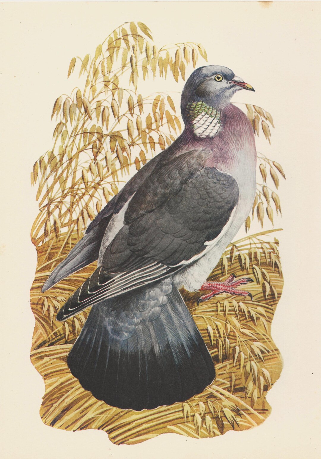 Wood Pigeon Original Vintage Bird Print 1947 TUNNICLIFFE Lithograph - Etsy