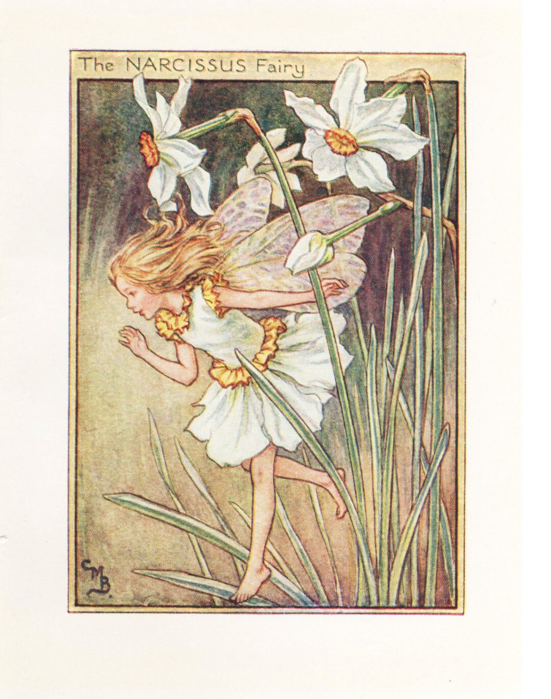 花の妖精: 水仙の妖精 ヴィンテージプリント 1930年頃 シセリー