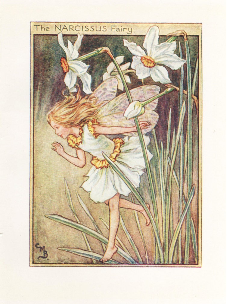 Flower Fairies: THE NARCISSUS FAIRY Vintage Print c1930 by image 1