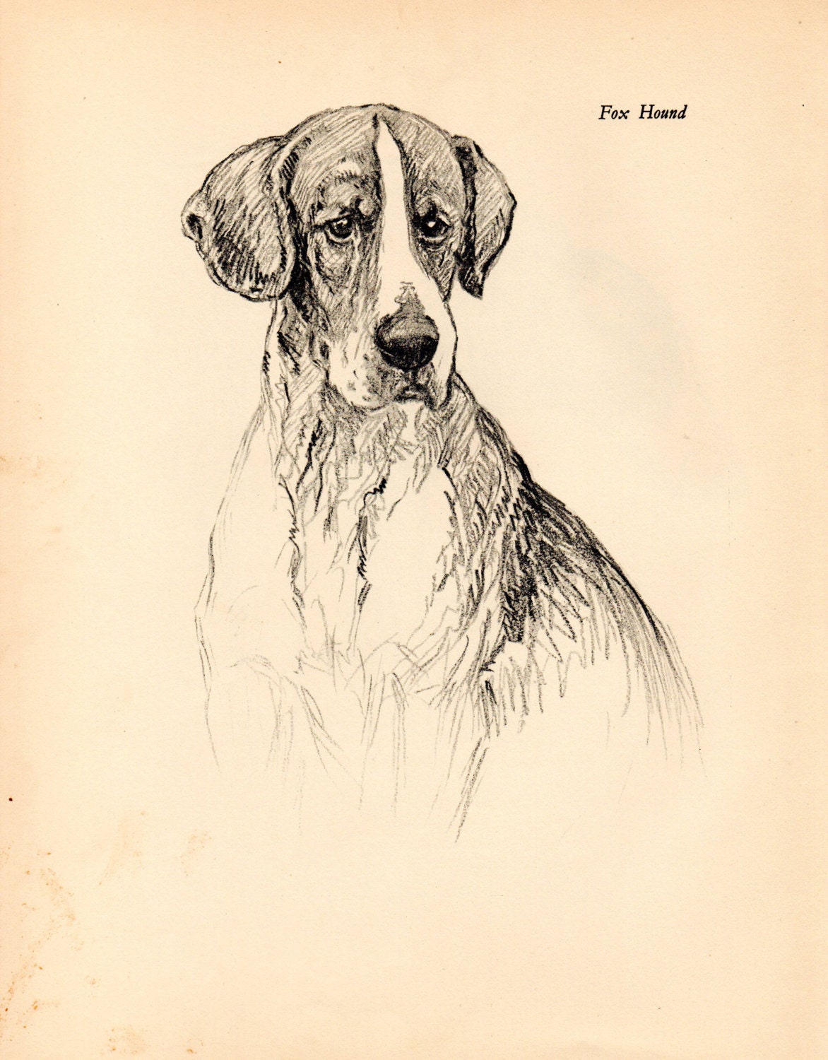 1938 Vintage DOG PRINT from a book of Sketches by K.F. Barker Etsy