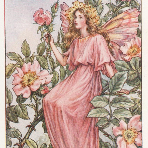 Flower Fairies: the WILD ROSE FAIRY Vintage Print C1930 by Cicely