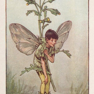 Flower Fairies: The GROUNDSEL FAIRY Vintage Print c1930 by Cicely Mary Barker