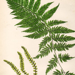 Antique FERN Print 1908 Heath Botanical Chromolithograph PLUMED LADY Fern etc