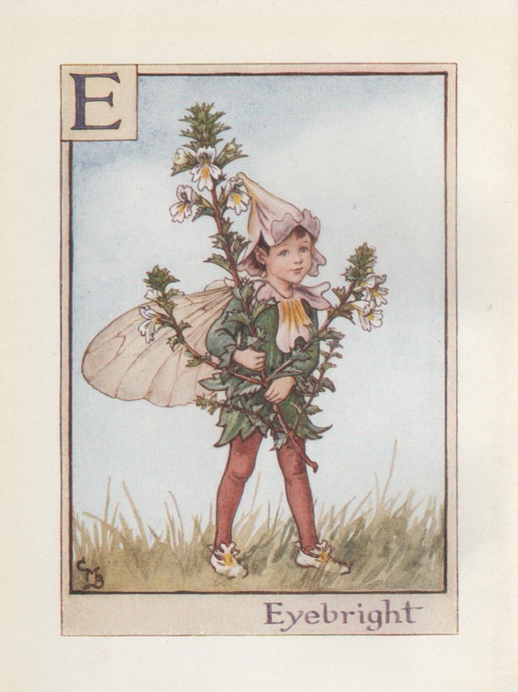 Flower Fairies Mounted F Fuchsia Alphabet Flower Fairy