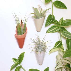 May include: Three cone-shaped ceramic wall planters in terracotta, cream, and light pink, each holding a green air plant. The planters feature a small hole at the top for hanging and are arranged vertically with green foliage visible on the right side.