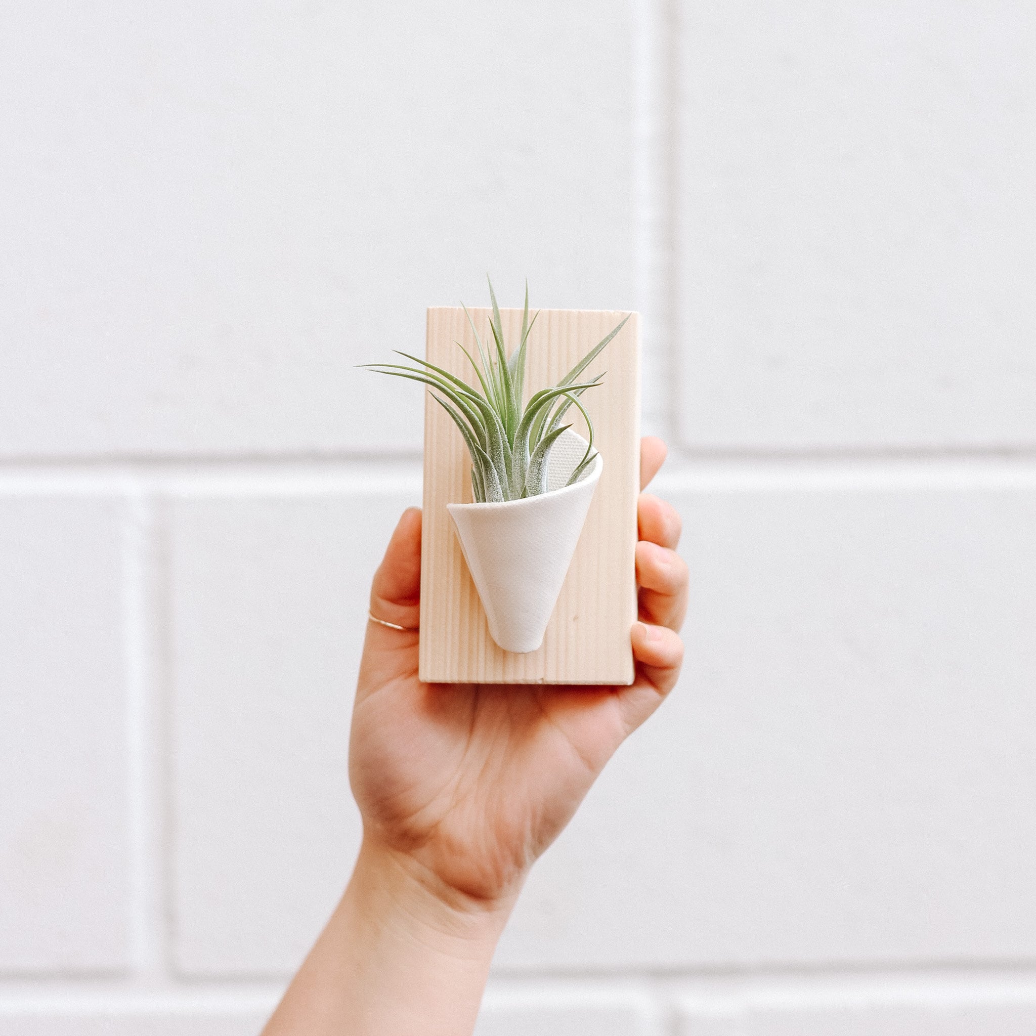 Blush Carter and Rose Ceramic and Wood Wall Planter Double with Air Plant Blush Carter and Rose Ceramic and Wood Wall Planter Double with Air Plant
