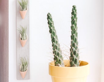 Ceramic Wall Planter, Triple by Carter + Rose