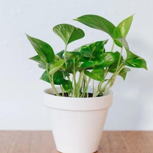 May include: A potted green and white variegated plant with heart-shaped leaves in a white ceramic pot on a wooden surface.