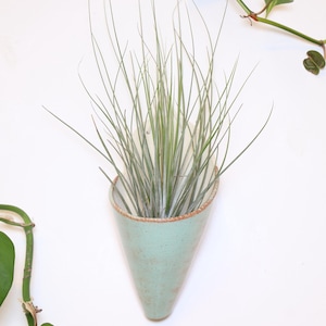 May include: A cone-shaped ceramic wall planter in a speckled mint green glaze containing a spiky air plant with thin, long, light green leaves. The planter features a flat back with a small hole for mounting and a textured, rustic rim.