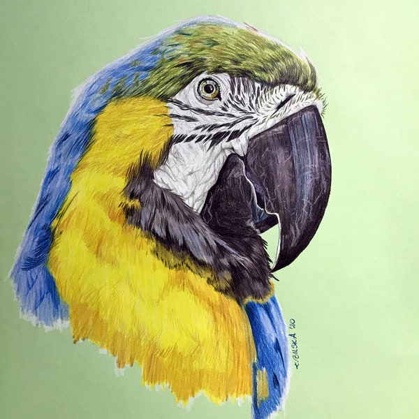 PARROT papuga bird blue green realism animal A3 original drawing on paper by ArtKaska