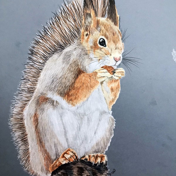 Squirrel wiewiórka animal A3 drawing pencils on paper by ArtKaska