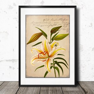 Antique Tiger Lily Flower Botanical Plate, Victorian Lily Print, A4 print size, Vintage Flower Prints Wall Art - Instant Digital Download