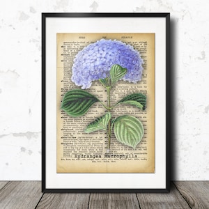 Antik bild av hortensiablomma på ordbokspapper - Vintage väggkonst Ephemera Print / Utskrivbar grafik - DIREKT digital nedladdning.