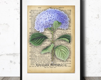 HYDRANGEA Flower Antique Image on Dictionary Paper - Vintage Wall Art Ephemera Print / Printable Graphics - INSTANT Digital Download.