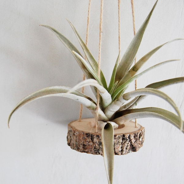 Wooden Air Plant Hanger, Gift For Nature Lover, Air Plant Holder, Home Office Wall Decor