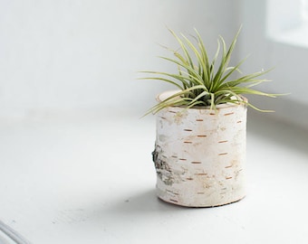 Birch Tree Air Plant Holder, Birch Log Succulent Pot, Rustic Home Decor, Eco Friendly Desk Decor, Urban Jungle Decor, 5th Anniversary Gift