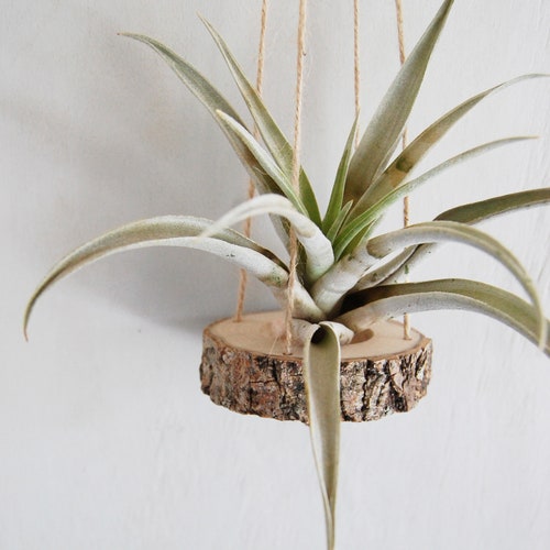 Wooden Air Plant Hanger, Gift For Nature Lover, Air Plant Holder, Home Office Wall Decor