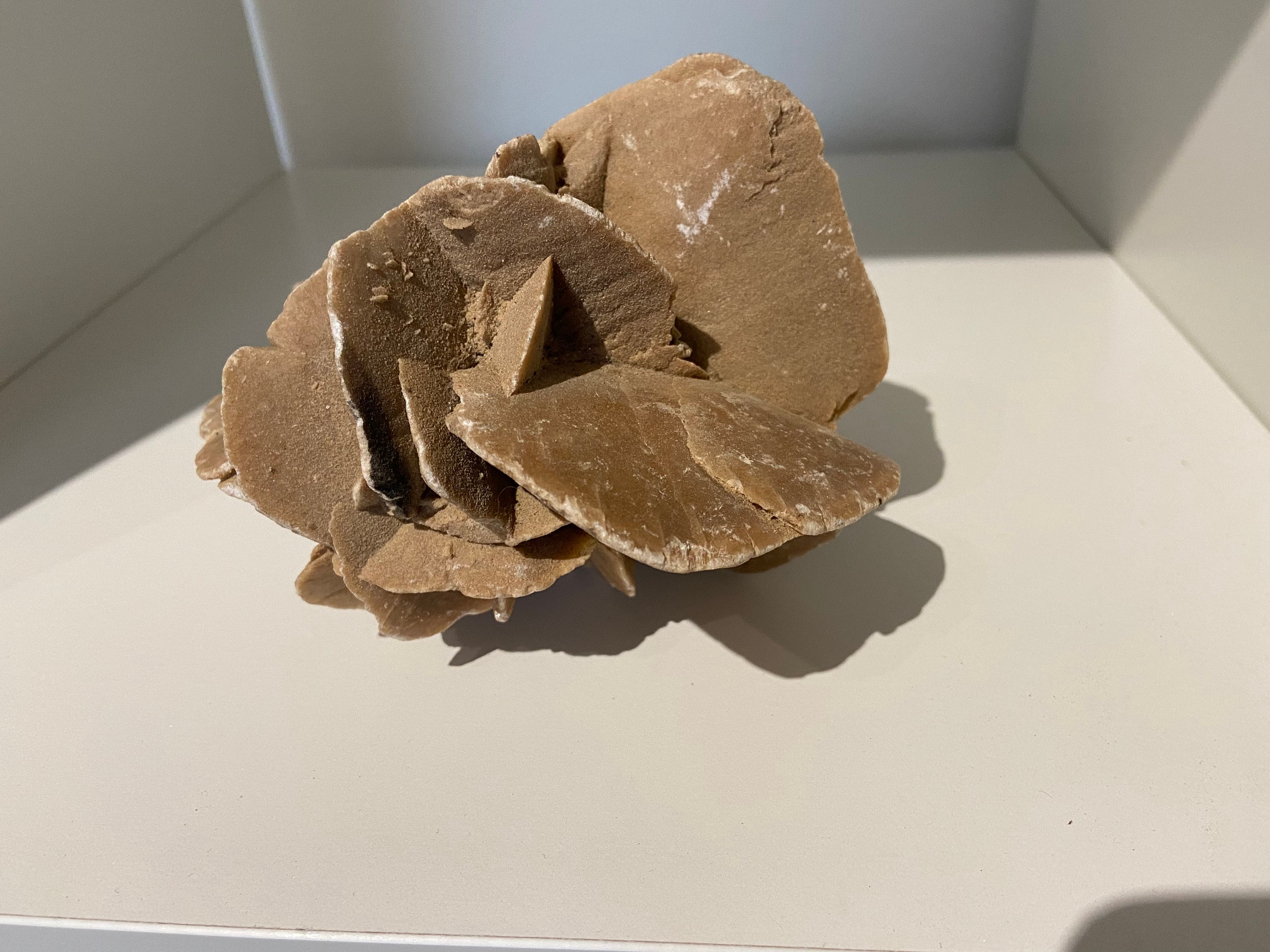 Rose fossil cheap