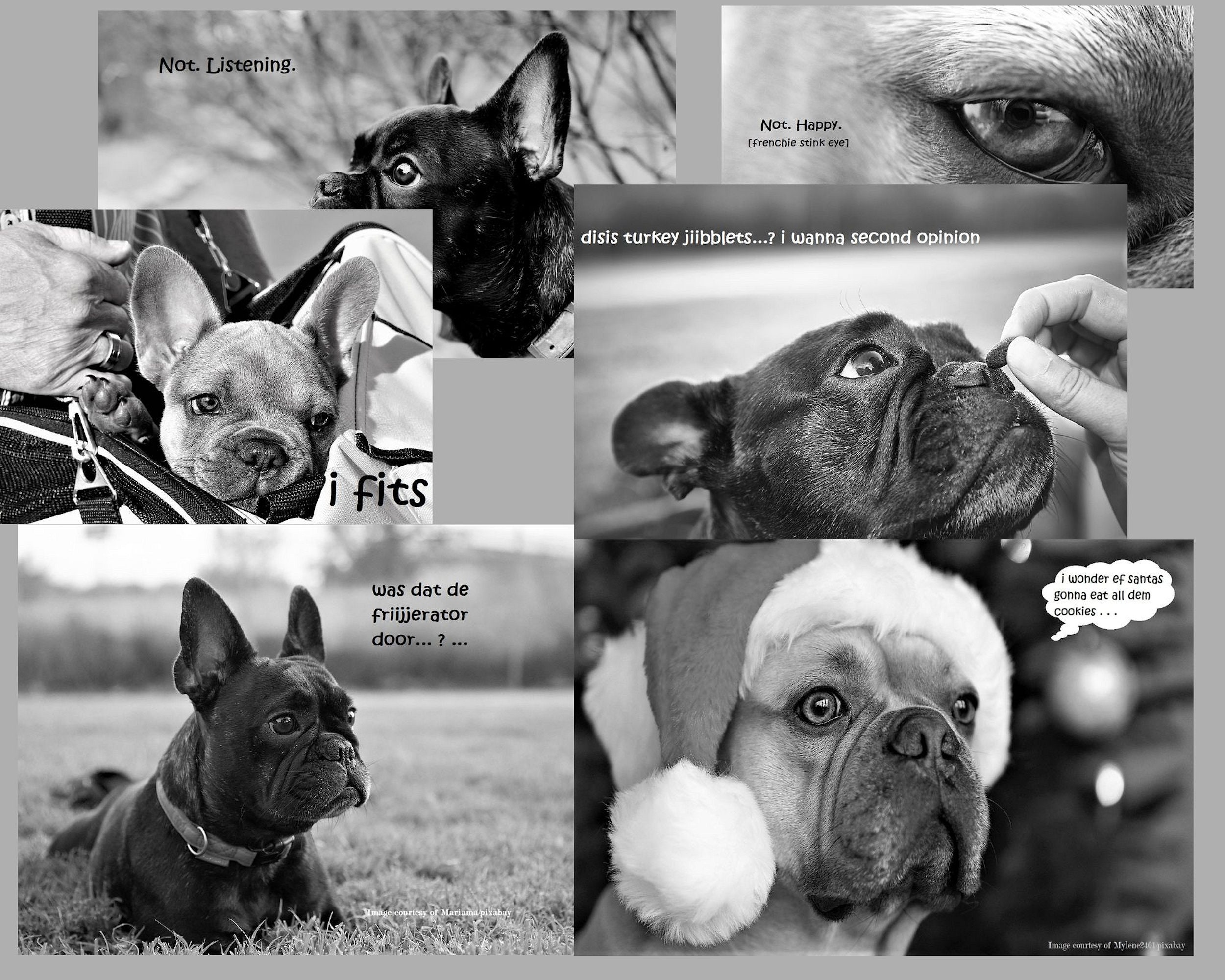 Funny Frenchie Dog Calendar 2024 Frenchie Calendar French Etsy