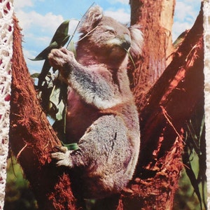 May include: A koala bear with gray fur is sitting in a tree with brown bark. The koala is eating leaves from a branch.