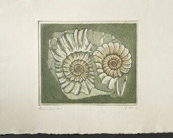 Fossil Print Art, Etching of Ammonites, Petrified Cephalopod, Fossil