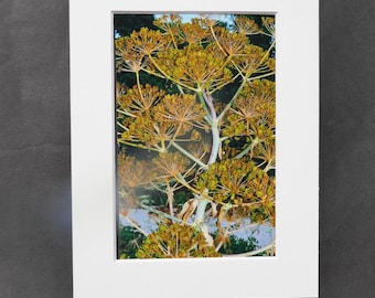 Photo Print  Large Plant with Umbels Topped With Seeds