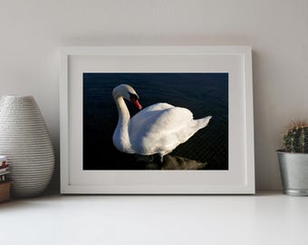 Photography Mute Swan, White Swan, Graceful Swan