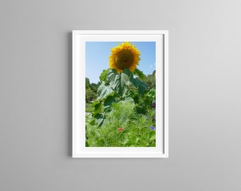 Photograph of Large Sunflower,  Flower Photo