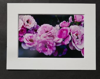 Photography, Purple Tulip,  Single Flower, Closeup Photo, Spring Image