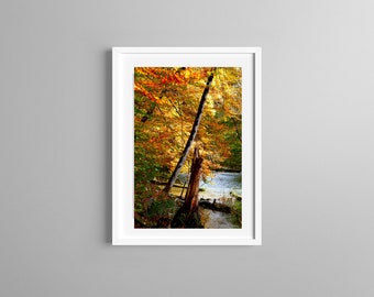 May include: A framed vertical wall art print featuring a forest scene during autumn. The image displays a stream flowing past a broken tree trunk, surrounded by dense foliage with vibrant yellow, orange, and red leaves under bright sunlight.