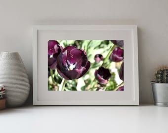 Photography, Purple Tulip,  Single Flower, Closeup Photo, Spring Image