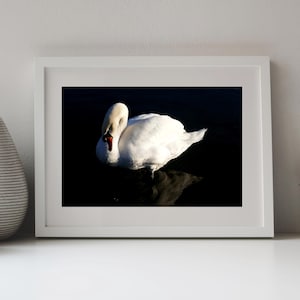 Peut inclure: Photographie encadrée d'un cygne blanc au bec rouge, flottant sur une eau sombre. Le reflet du cygne est visible. L'image est présentée sur une surface blanche, avec un vase décoratif et un petit cactus en arrière-plan.