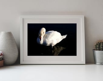 Photography Mute Swan, White Swan, Graceful Swan in Evening Light