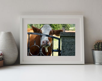Photography of Cow, Curious Cow at the Gate