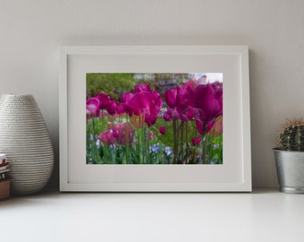 Art Photo, Purple Tulips on Purple Tulips, Double Exposure,