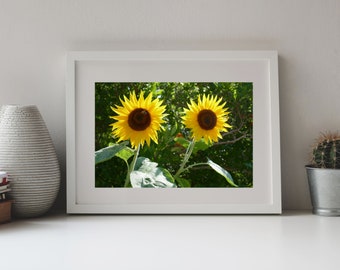 Flower Photo Print Two Sunflowers