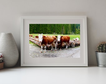 Photography Cows, Rural Bavaria, Germany