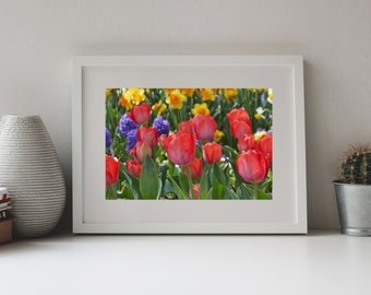 Photography, Colorful  Mixture of Tulips, Hyacinths, Daffodils, Springflowers