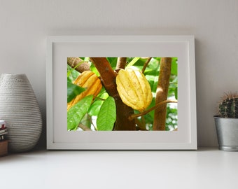 Photography Cocao Fruit, Theobroma Cacao, Exotic Plant, Yellow Fruit